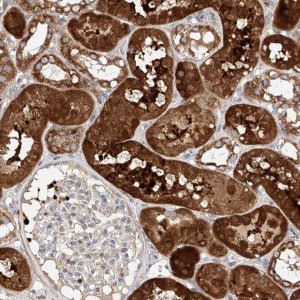 Anti-OSGEPL1 antibody produced in rabbit 