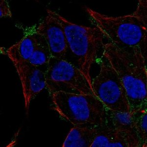 Anti-OSR2 antibody produced in rabbit 