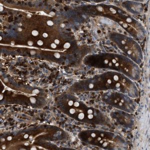 Anti-OSTF1 antibody produced in rabbit 