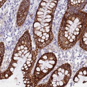 Anti-OSTN antibody produced in rabbit 