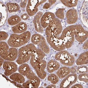 Anti-OTOP2 antibody produced in rabbit 