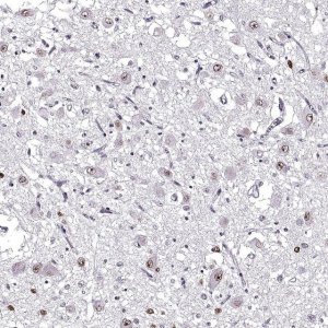 Anti-OTP antibody produced in rabbit 