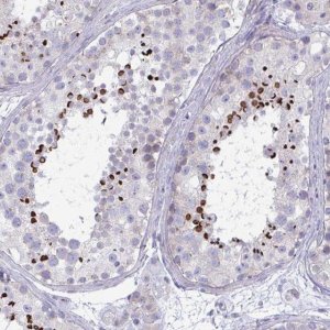 Anti-OXLD1 antibody produced in rabbit 