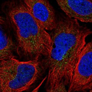 Anti-OXLD1 antibody produced in rabbit 