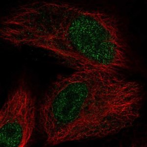 Anti-OXNAD1 antibody produced in rabbit 