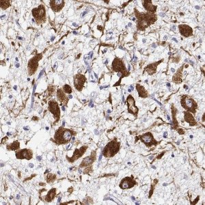 Anti-OXT antibody produced in rabbit 