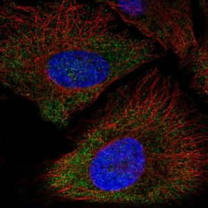 Anti-P2RX5 antibody produced in rabbit 