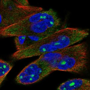 Anti-P2RX6 antibody produced in rabbit 