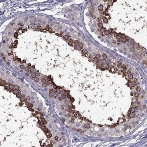 Anti-PABPC1 antibody produced in rabbit 