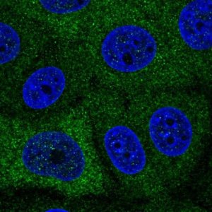 Anti-PABPC1L antibody produced in rabbit 