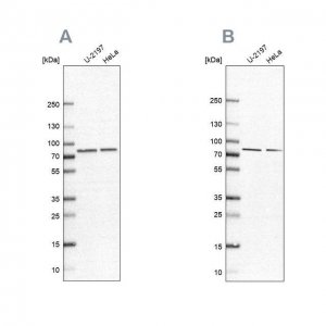Anti-PABPC4 antibody produced in rabbit HPA056496-100UL