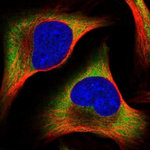 Anti-PABPC4 antibody produced in rabbit HPA056496-100UL