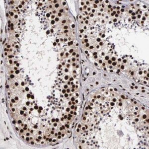 Anti-PABPN1 antibody produced in rabbit 