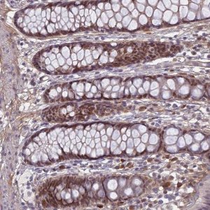 Anti-PABPN1L antibody produced in rabbit 