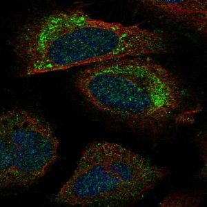 Anti-PACS2 antibody produced in rabbit 