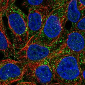 Anti-PAG1 antibody produced in rabbit 