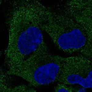 Anti-PAIP2B antibody produced in rabbit 