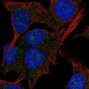 Anti-PAK1IP1 antibody produced in rabbit 