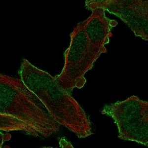 Anti-PALM2 antibody produced in rabbit 