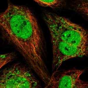 Anti-PAM16 antibody produced in rabbit 