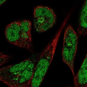 Anti-PANK3 antibody produced in rabbit 