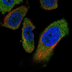 Anti-PANK4 antibody produced in rabbit 
