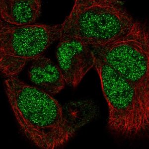 Anti-PAPLN antibody produced in rabbit 