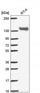 Anti-PAPLN antibody produced in rabbit 