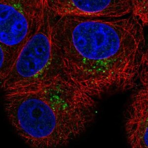 Anti-PAQR4 antibody produced in rabbit 