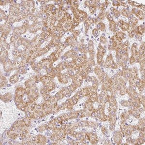 Anti-PAQR9 antibody produced in rabbit 