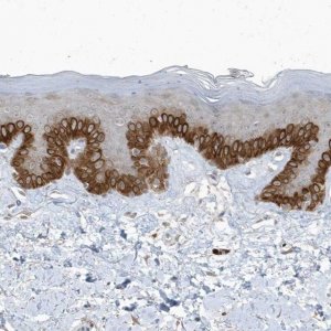 Anti-PARD3B antibody produced in rabbit 