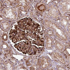 Anti-PARD6A antibody produced in rabbit 