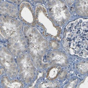 Anti-PARD6B antibody produced in rabbit 