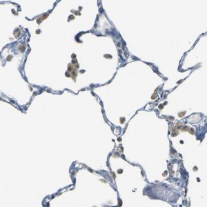 Anti-PARD6B antibody produced in rabbit 