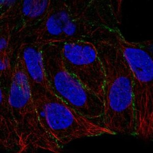 Anti-PARD6G antibody produced in rabbit 