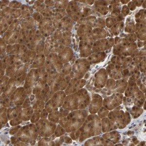 Anti-PARK7 antibody produced in rabbit 