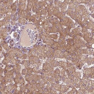 Anti-PARP3 antibody produced in rabbit 