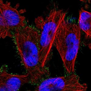 Anti-PARP6 antibody produced in rabbit 