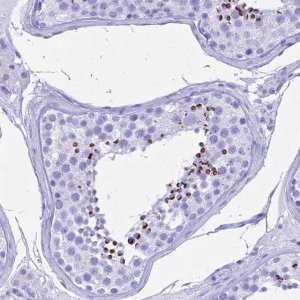 Anti-PATE4 antibody produced in rabbit 