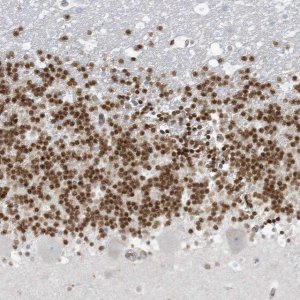 Anti-PAX6 antibody produced in rabbit 