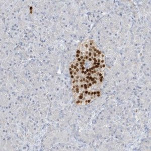 Anti-PAX6 antibody produced in rabbit 