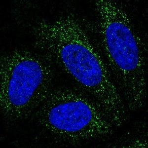 Anti-PBX4 antibody produced in rabbit 