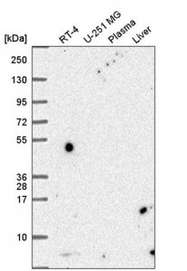 Anti-PCBD1 antibody produced in rabbit HPA061723-100UL