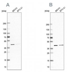 Anti-PCBP1 antibody produced in rabbit 