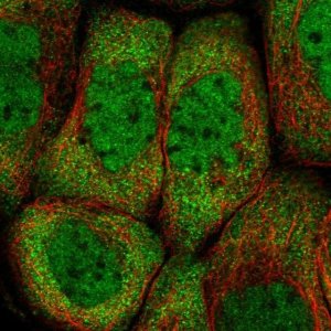 Anti-PCBP2 antibody produced in rabbit 
