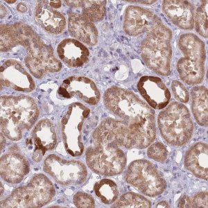 Anti-PCDH12 antibody produced in rabbit 