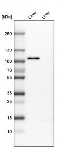 Anti-PCDH18 antibody produced in rabbit 