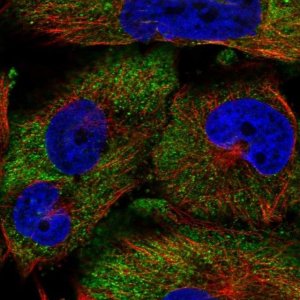 Anti-PCDH19 antibody produced in rabbit 