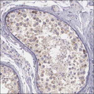 Anti-PCDH19 antibody produced in rabbit HPA001461-100UL