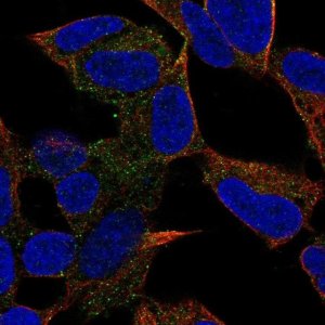 Anti-PCDH20 antibody produced in rabbit 